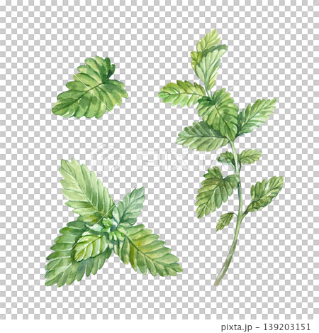 Mint set. Bunch, full plant and green leaf. Hand drawn illustration of the aromatic herb isolated on white. Watercolor clip art for food labels, bar menus and natural cosmetics. Mint set. Bunch, full plant and green leaf. Hand drawn illustration of the aromatic herb isolated on white. Watercolor clip art for food labels, bar menus and natural cosmetics. 139203151