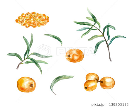 Sea buckthorn set. Juicy berries, individual and in handfuls, green leaves. Hand drawn watercolor illustration, isolated. Suitable for label design for juice, jam and natural cosmetics. Sea buckthorn set. Juicy berries, individual and in handfuls, green leaves. Hand drawn watercolor illustration, isolated. Suitable for label design for juice, jam and natural cosmetics. 139203153