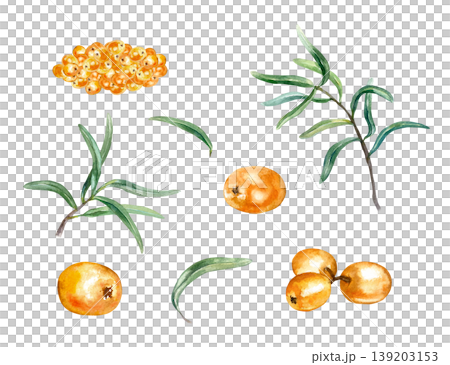 Sea buckthorn set. Juicy berries, individual and in handfuls, green leaves. Hand drawn watercolor illustration, isolated. Suitable for label design for juice, jam and natural cosmetics. 139203153