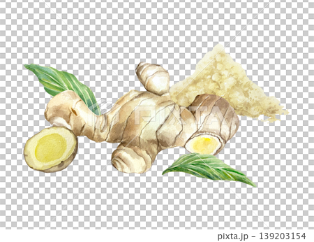 Ginger root, green leaves, dried powder and a fresh slice. Hand drawn illustration isolated on white. Watercolor clip art for food label design, natural cosmetics and medicine. 139203154