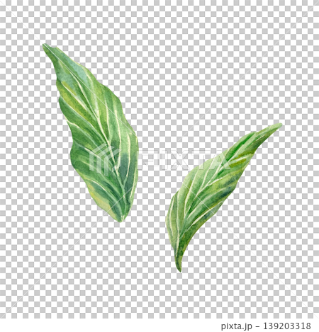 Green ginger leaves. Hand drawn botanical illustration isolated on white. Watercolor clip art of organic plant or herb for food label design, natural cosmetics and medicine. Green ginger leaves. Hand drawn botanical illustration isolated on white. Watercolor clip art of organic plant or herb for food label design, natural cosmetics and medicine. 139203318