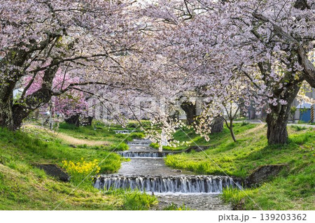 春の桜並木　満開の観音寺川の桜　福島県猪苗代町 139203362