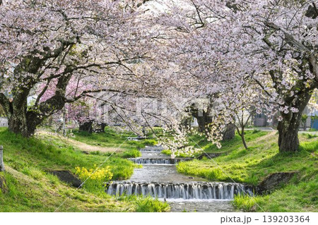 春の桜並木　満開の観音寺川の桜　福島県猪苗代町 139203364