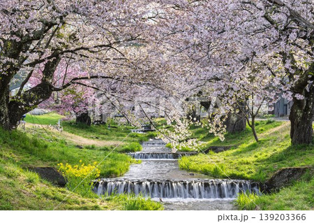 春の桜並木 満開の観音寺川の桜 福島県猪苗代町 春の桜並木 満開の観音寺川の桜 福島県猪苗代町 139203366