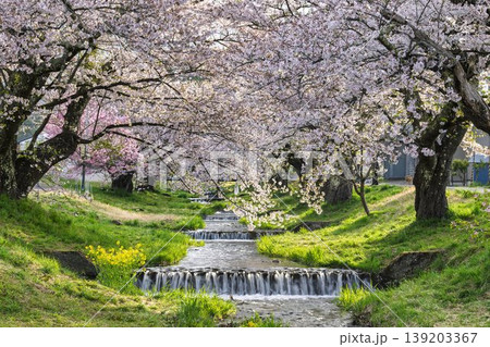 春の桜並木 満開の観音寺川の桜 福島県猪苗代町 春の桜並木 満開の観音寺川の桜 福島県猪苗代町 139203367