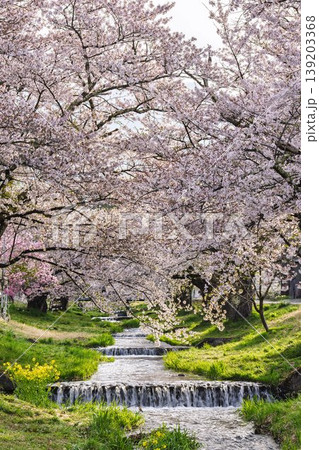 春の桜並木　満開の観音寺川の桜　福島県猪苗代町 139203368