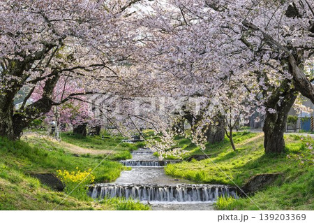 春の桜並木　満開の観音寺川の桜　福島県猪苗代町 139203369