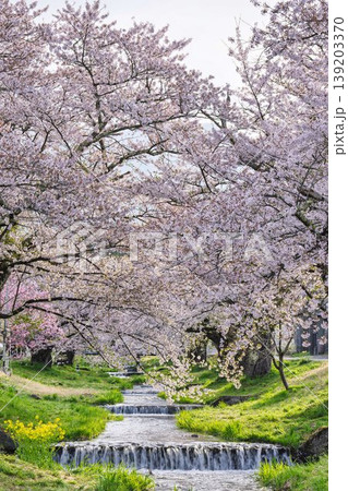 春の桜並木　満開の観音寺川の桜　福島県猪苗代町 139203370