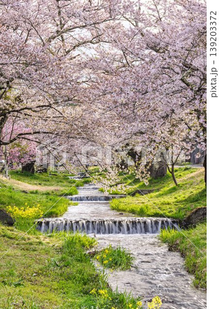 春の桜並木　満開の観音寺川の桜　福島県猪苗代町 139203372