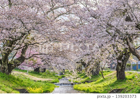 春の桜並木　満開の観音寺川の桜　福島県猪苗代町 139203373