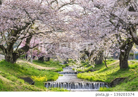 春の桜並木　満開の観音寺川の桜　福島県猪苗代町 139203374