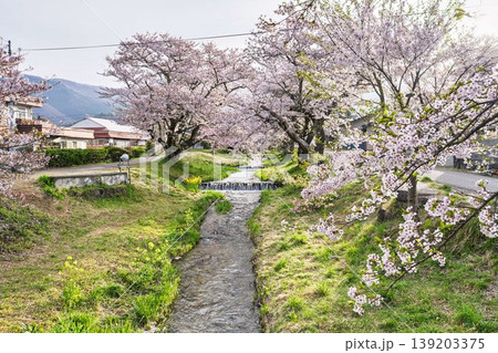 春の桜並木 満開の観音寺川の桜 福島県猪苗代町 春の桜並木 満開の観音寺川の桜 福島県猪苗代町 139203375