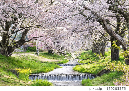 春の桜並木　満開の観音寺川の桜　福島県猪苗代町 139203376