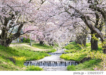 春の桜並木　満開の観音寺川の桜　福島県猪苗代町 139203377