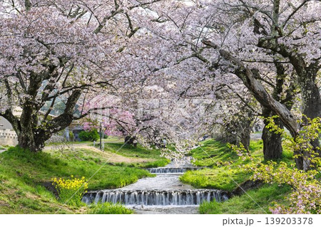 春の桜並木　満開の観音寺川の桜　福島県猪苗代町 139203378
