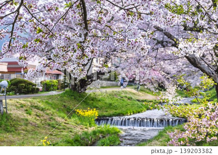 春の桜並木　満開の観音寺川の桜　福島県猪苗代町 139203382