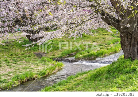 春の桜並木　満開の観音寺川の桜　福島県猪苗代町 139203383
