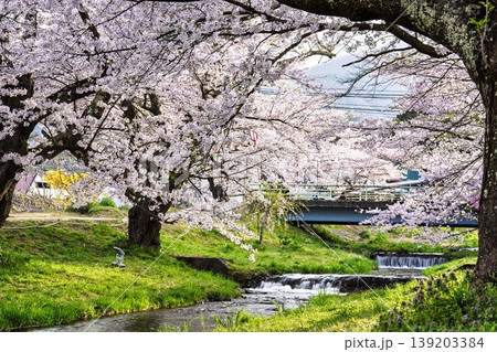 春の桜並木　満開の観音寺川の桜　福島県猪苗代町 139203384