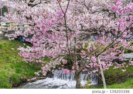 春の桜並木 満開の観音寺川の桜 福島県猪苗代町 春の桜並木 満開の観音寺川の桜 福島県猪苗代町 139203386