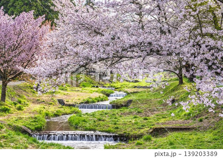 春の桜並木　満開の観音寺川の桜　福島県猪苗代町 139203389