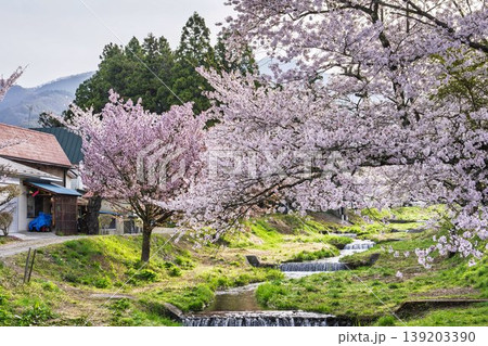 春の桜並木　満開の観音寺川の桜　福島県猪苗代町 139203390