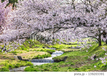 春の桜並木 満開の観音寺川の桜 福島県猪苗代町 春の桜並木 満開の観音寺川の桜 福島県猪苗代町 139203391
