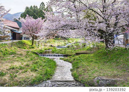 春の桜並木　満開の観音寺川の桜　福島県猪苗代町 139203392