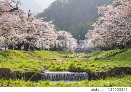 春の桜並木　満開の観音寺川の桜　福島県猪苗代町 139203393