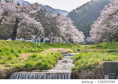 春の桜並木 満開の観音寺川の桜 福島県猪苗代町 春の桜並木 満開の観音寺川の桜 福島県猪苗代町 139203394