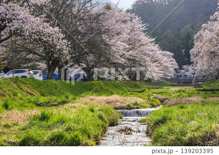 春の桜並木 満開の観音寺川の桜 福島県猪苗代町 春の桜並木 満開の観音寺川の桜 福島県猪苗代町 139203395