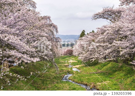 春の桜並木 満開の観音寺川の桜 福島県猪苗代町 春の桜並木 満開の観音寺川の桜 福島県猪苗代町 139203396
