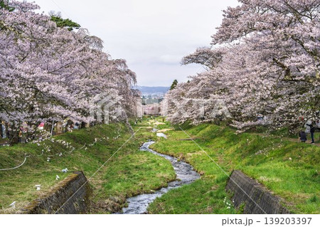 春の桜並木 満開の観音寺川の桜 福島県猪苗代町 春の桜並木 満開の観音寺川の桜 福島県猪苗代町 139203397