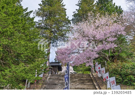 春の土津神社 拝殿に登る階段と満開の桜 福島県猪苗代町 春の土津神社 拝殿に登る階段と満開の桜 福島県猪苗代町 139203485