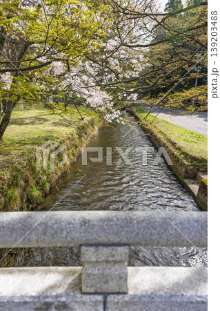 春の土津神社　御神橋と桜　福島県猪苗代町 139203488
