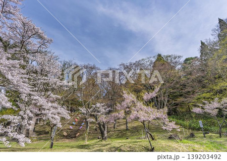 春の土津神社　参道と桜　福島県猪苗代町 139203492