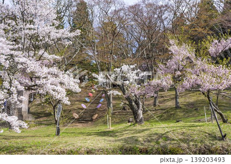 春の土津神社　参道と桜　福島県猪苗代町 139203493