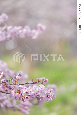 満開の桜(寒地土木研究所の千島桜) 満開の桜(寒地土木研究所の千島桜) 139203678