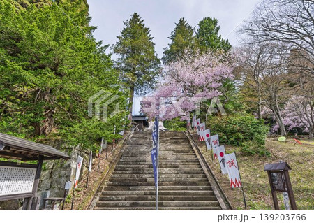 春の土津神社　拝殿に登る階段と満開の桜　福島県猪苗代町 139203766