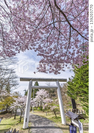 春の土津神社　白い鳥居と満開の桜　福島県猪苗代町 139203770