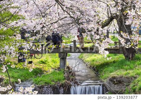 春の桜並木　満開の観音寺川の桜と撮影するカメラマン　福島県猪苗代町 139203877