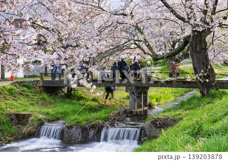 春の桜並木　満開の観音寺川の桜と撮影するカメラマン　福島県猪苗代町 139203878