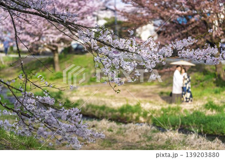 春の桜並木 満開の観音寺川の桜と和傘の男女 福島県猪苗代町 春の桜並木 満開の観音寺川の桜と和傘の男女 福島県猪苗代町 139203880