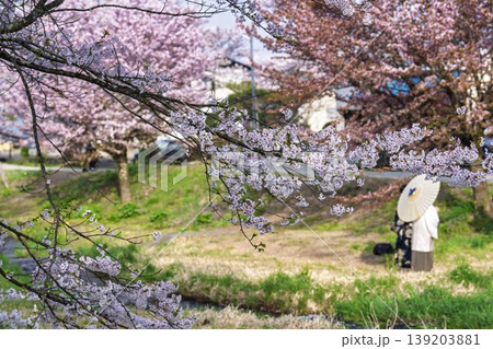 春の桜並木　満開の観音寺川の桜と和傘の男女　福島県猪苗代町 139203881