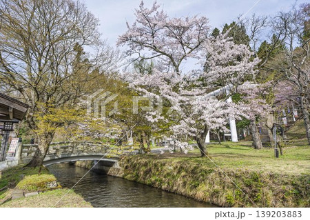 春の土津神社 御神橋と桜 福島県猪苗代町 春の土津神社 御神橋と桜 福島県猪苗代町 139203883