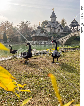 Black swans at lake with church and bridge in Etno Selo Stanisici, Bosnia and Herzegovina Black swans at lake with church and bridge in Etno Selo Stanisici, Bosnia and Herzegovina 139203943