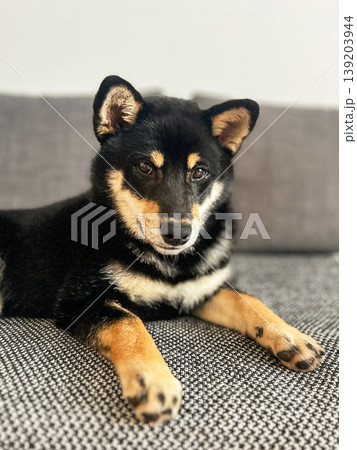 A Shiba Inu dog relaxes on the sofa at home. 139203944