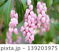ピンクの花を咲かせる馬酔木 139203975