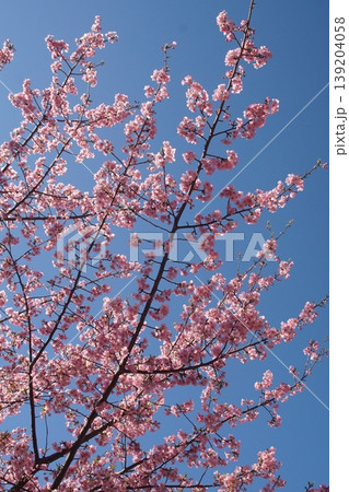 青空に映える川津桜 139204058