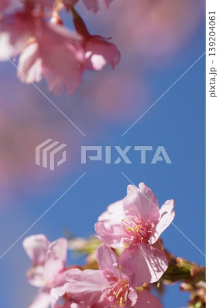青空を背景にした河津桜 青空を背景にした河津桜 139204061