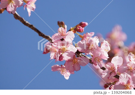 青空を背景にした河津桜 139204068